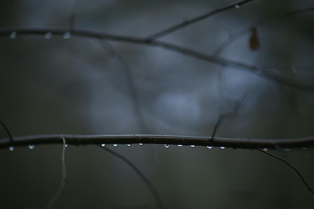 branches without leaves evening autumn, abstract seasonal background sadness