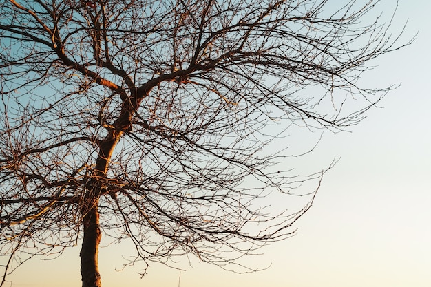 Branches without leaves of a graceful tree against the background of a blue sunset sky.