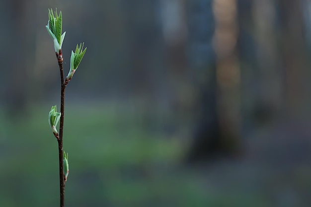 branches of young green leaves and buds, seasonal background, april march landscape in the forest