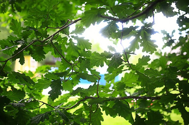 若い緑の葉とつぼみの枝、季節の背景、森の中の4月の行進風景