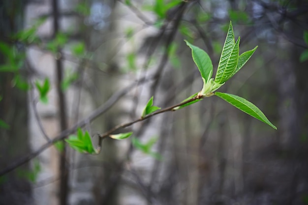 branches of young green leaves and buds, seasonal background, april march landscape in the forest