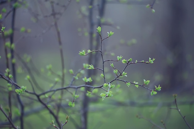 branches of young green leaves and buds, seasonal background, april march landscape in the forest