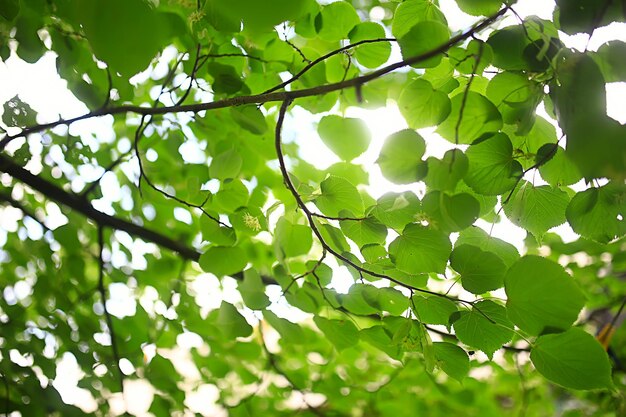 若い緑の葉とつぼみの枝、季節の背景、森の中の4月の行進風景