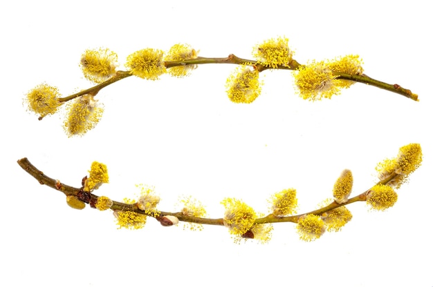 Branches of a young willow on a white background