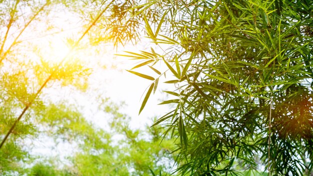 Branching bamboo leaves adjust the shade of the sky