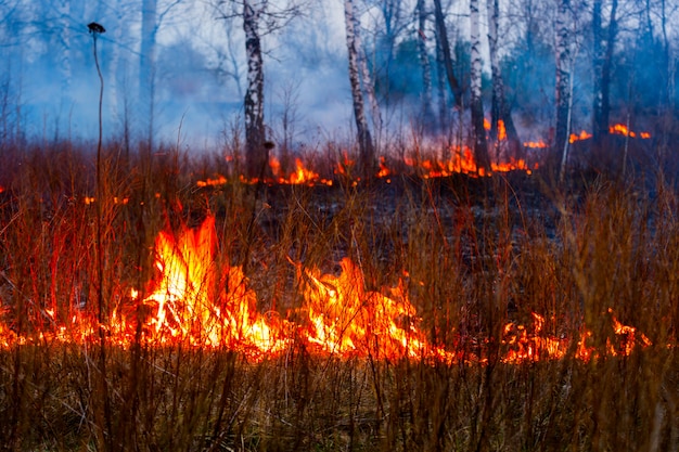 Brand in de bosvlammen tijdens een brand