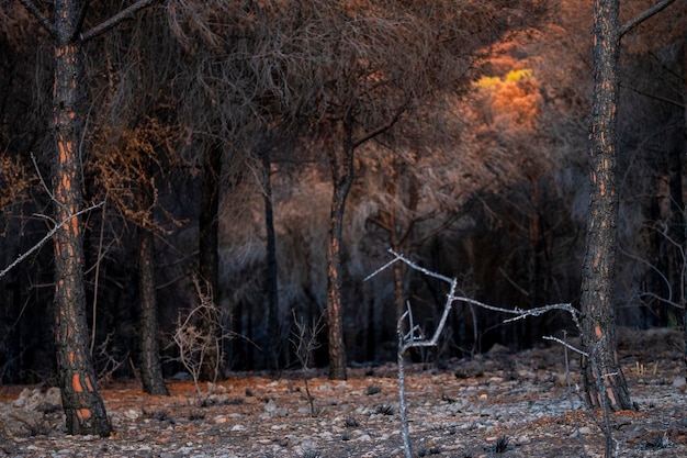 Brand in de Sierra de Mijas