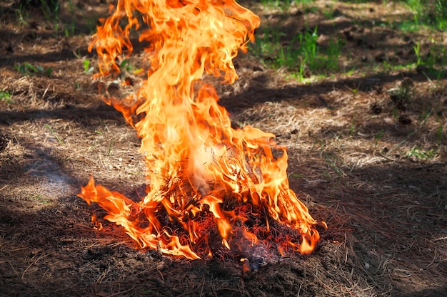 Brand in een bos gemaakt door iemand. Vlam voor picknicktijd in de lente