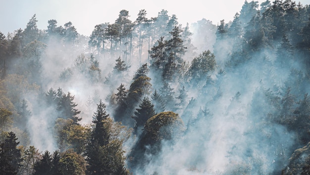 Brand in het bos. Sterk vuur en mist in het bos