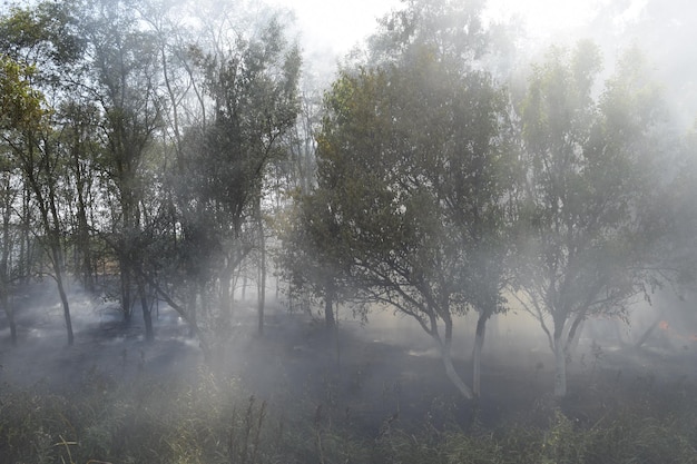 Brand in het bos Vuur en rook in het bosafval Het gras brandt in het bos Bosbranden