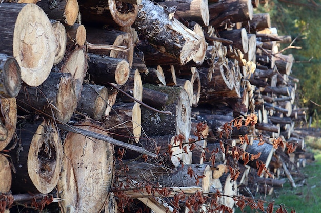 Brandhout oogsten voor de winter Aan de rand van het bos worden boomstammen van verschillende boomsoorten gestapeld