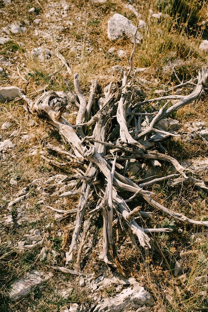 Brandhout vreugdevuur voor gevouwen hout voor een vuur in het bos