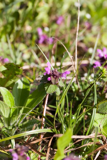 Brandnetel bloeit in de lente