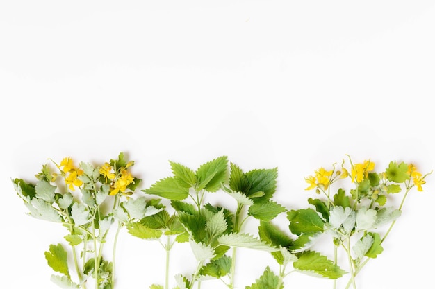 Brandnetel en stinkende gouwe op een witte achtergrond geneeskrachtige planten