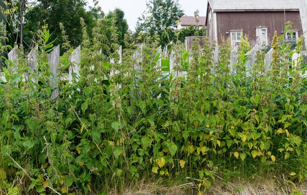 Brandnetelplanten op de achtergrond van een witte houten omheining