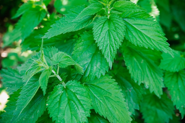 Brandnetelstruik Brandnetelbladeren Botanisch patroon Het groen van de brandnetel