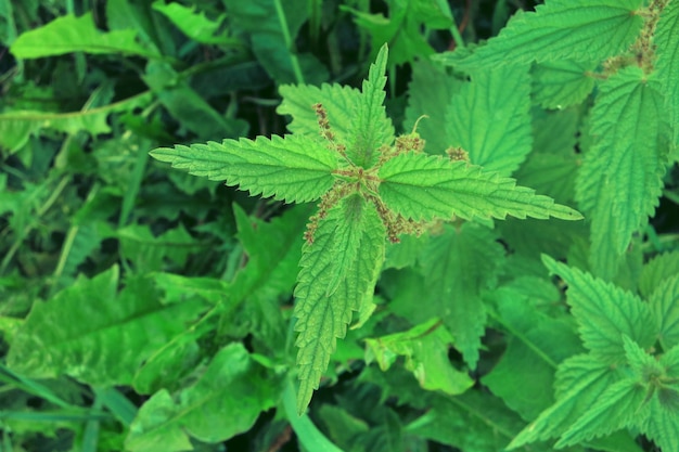 Brandnetelstruiken op natuurlijke groene achtergrond