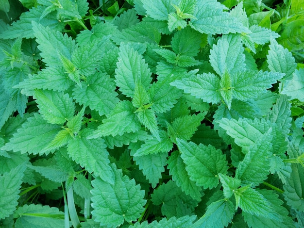 Brandnetelstruiken op natuurlijke groene achtergrond