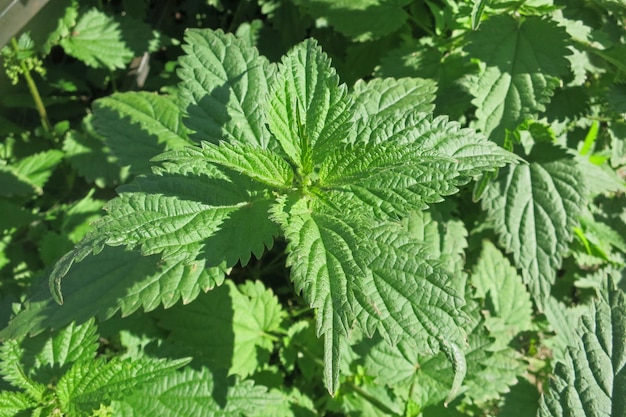 Brandnetelstruiken op natuurlijke groene achtergrond