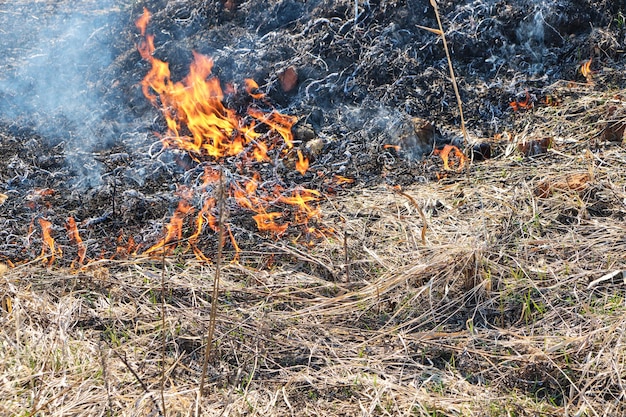 Brandstichting van droog gras en riet, branden van milieuvervuiling.