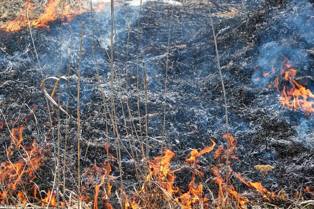 Brandstichting van droog gras en riet, branden van milieuvervuiling.