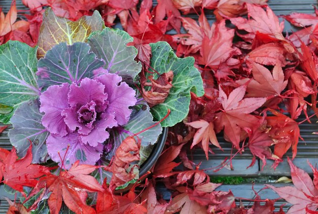 Brassica and maple leaves