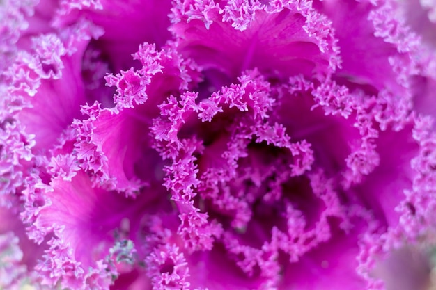 Brassica oleracea bloeiende plant close-up