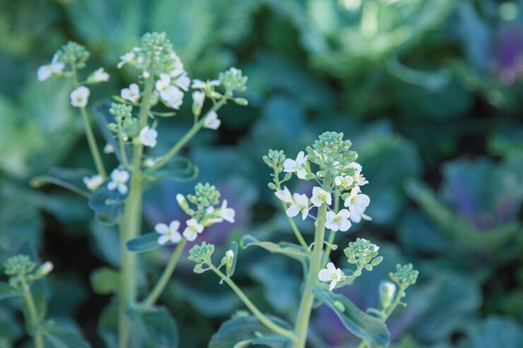 Photo 野生のアブラナ属植物