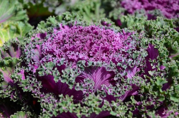 Brassica oleracea var acephala