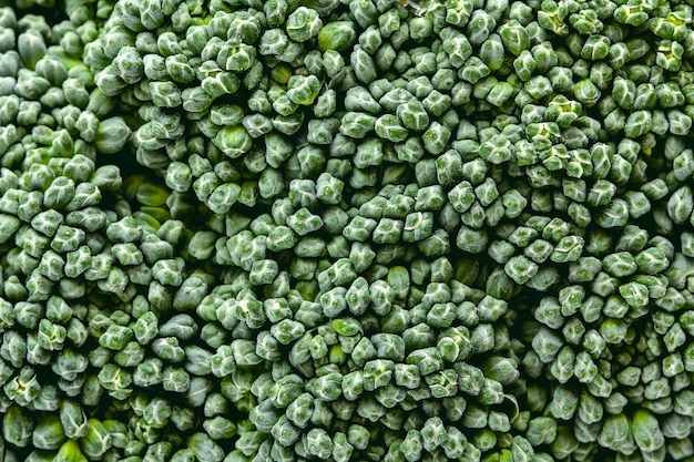 Brassica oleracea var italica Macro shot of fresh green broccoli.