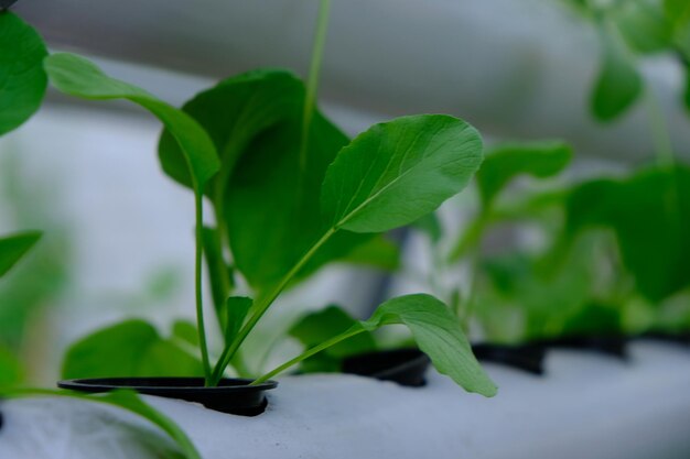 Brassica rapa subsp. chinensis. Pakcoy or bok choy is a type of  vegetable from China. hydroponic.