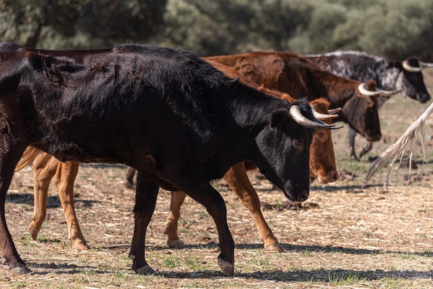 The brave bulls of race running in the field eral and utrero