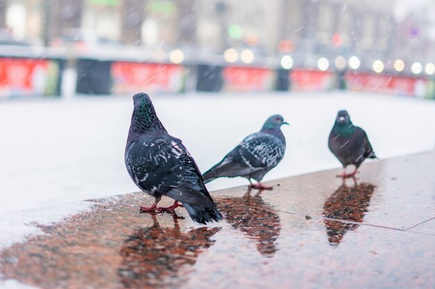 Brave pigeons survive in city in winter season b