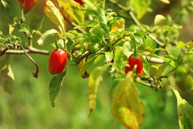 Brazil peppers in nature