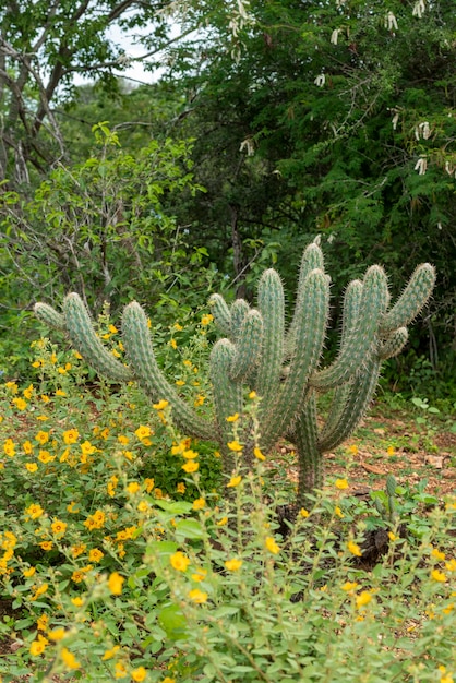 Braziliaans caatinga-bioom in het regenseizoen Cactus en bloemen in Cabaceiras Paraiba Brazilië