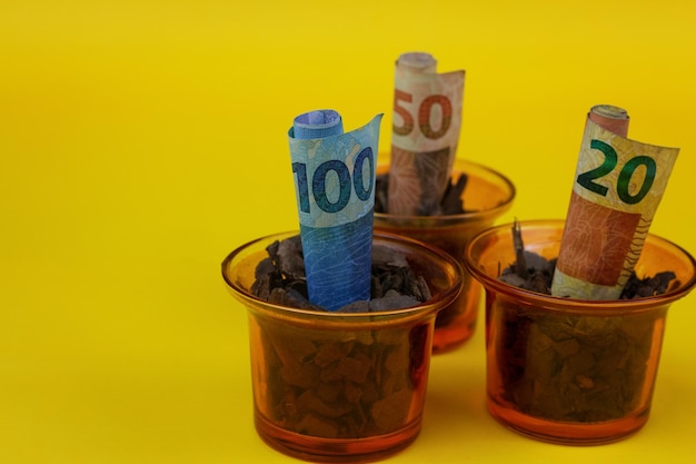 Braziliaans geld geplant in een pot of vaas op gele achtergrond