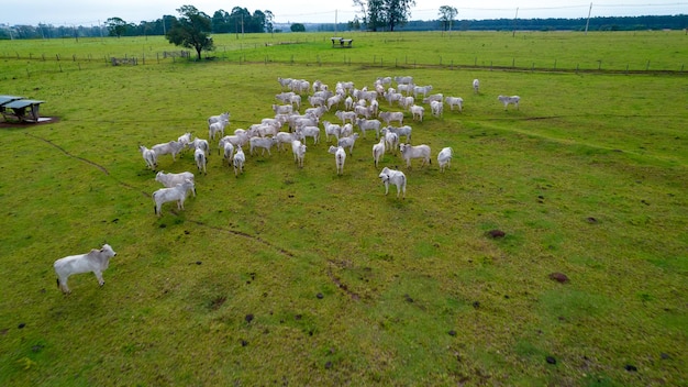 Braziliaans Nellore-vee op een boerderij. Luchtfoto