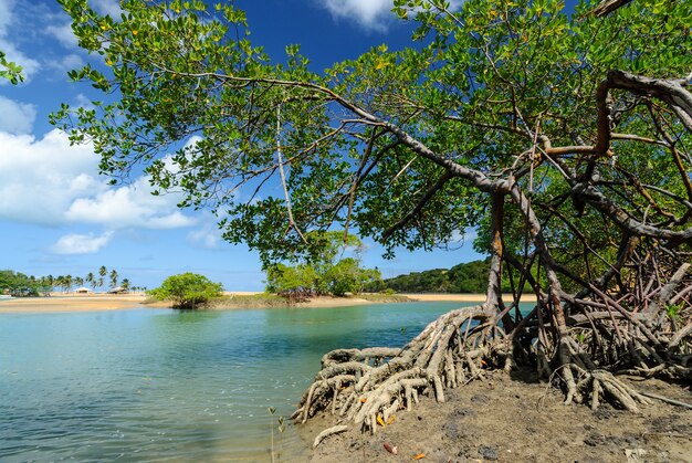 Braziliaans strand en angrove bij Barra de Camaratuba Beach bij Joao Pessoa Paraiba Brazil