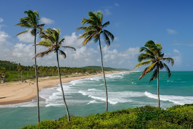 Braziliaans strand en angrove bij barra de camaratuba beach bij joao pessoa paraiba brazil