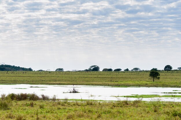 Braziliaans wetlandbeeld