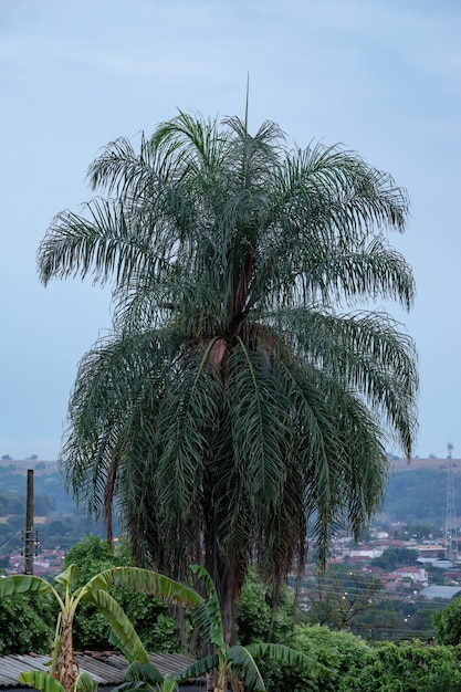 Braziliaanse ara Palm van de soort Acrocomia aculeata