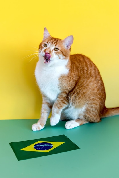 Braziliaanse Fan Cat gele kat naast de Braziliaanse vlag