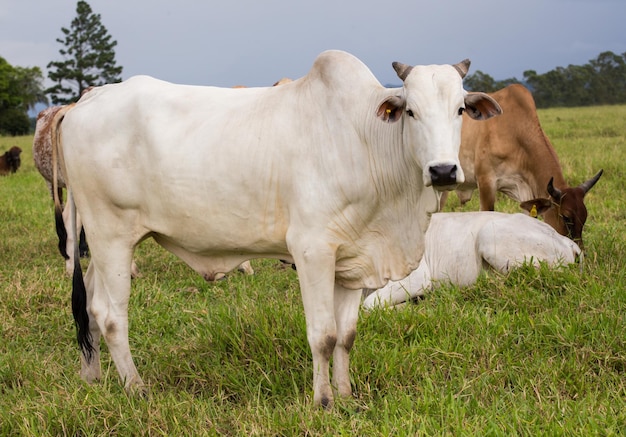 Braziliaanse koeien op een weiland