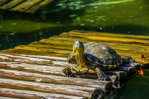 Braziliaanse schildpad in de open lucht