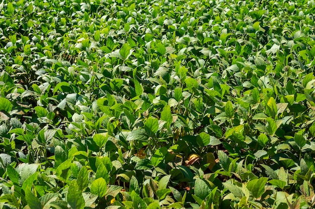 Foto braziliaanse sojaplantage op een zonnige dag