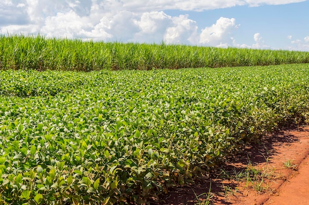 Foto braziliaanse sojaplantage op een zonnige dag