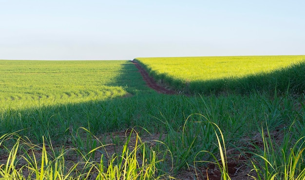 Braziliaanse suikerrietplantage op zonnige dag