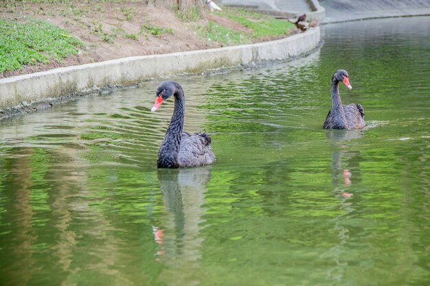 Braziliaanse vogels buitenshuis