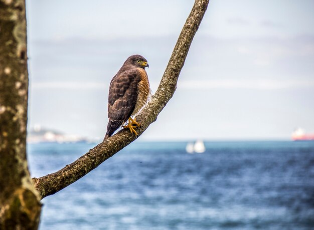 Braziliaanse vogels buitenshuis