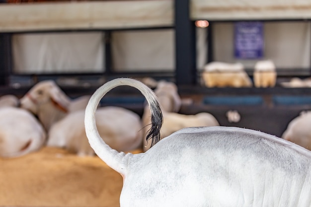 Braziliaanse Zeboe elite vee in een tentoonstellingspark